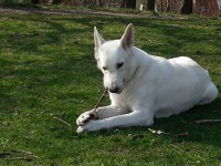 /album/hundtankar/a2014-04-21-16-04-49-jpg/